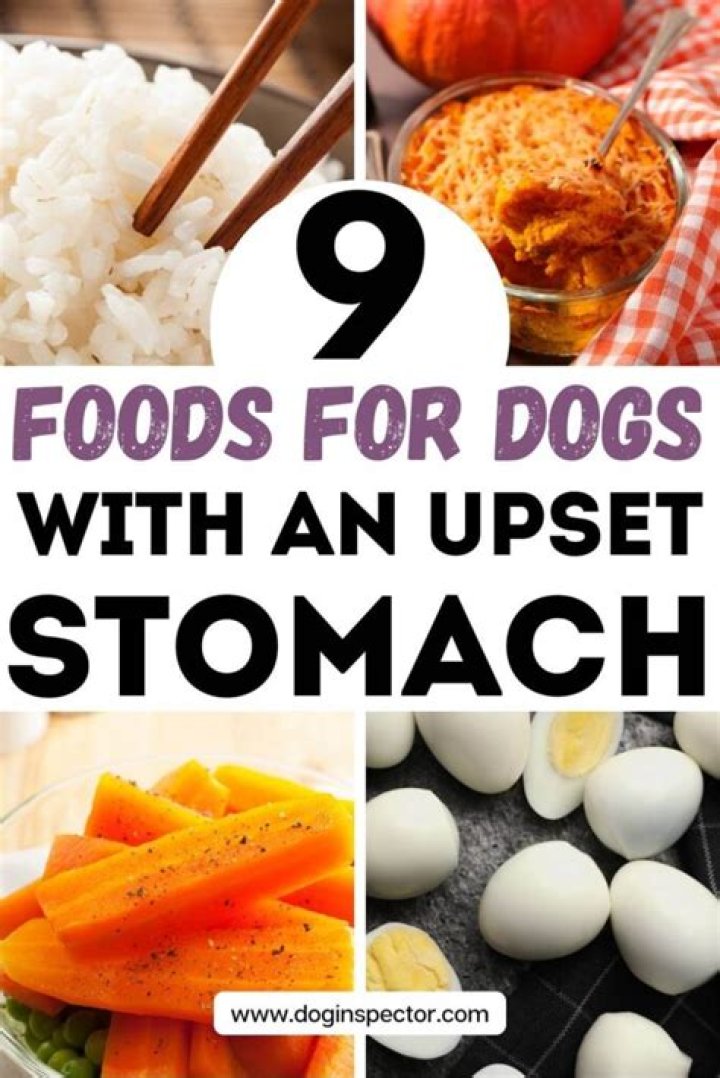 eggs for dogs upset stomach