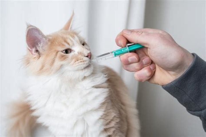 electrolytes for cats