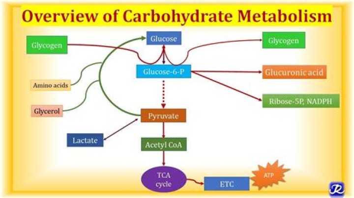 end products of carbohydrate metabolism