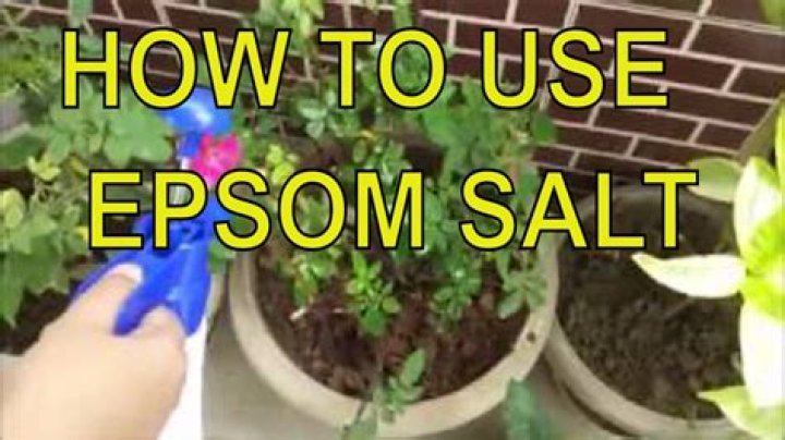 epsom salt potassium