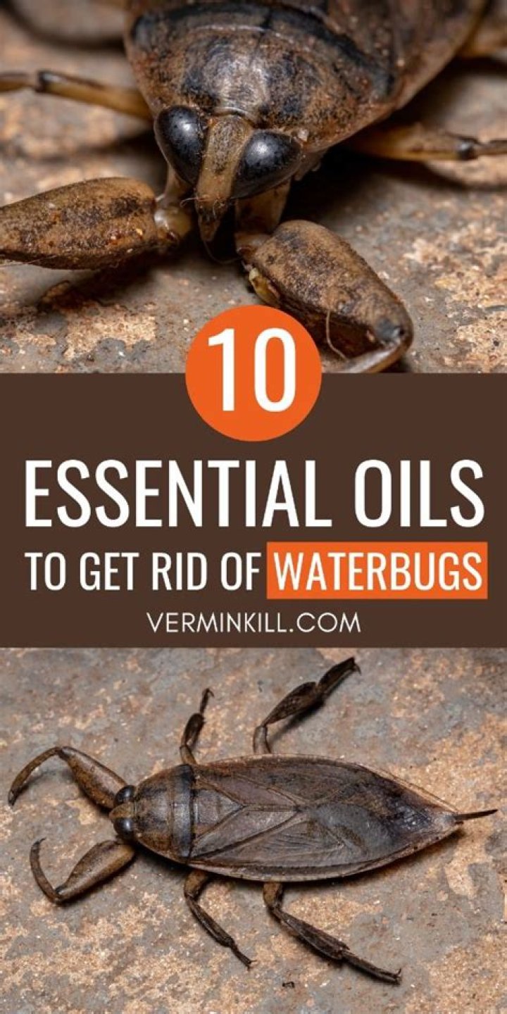 essential oils to get rid of waterbugs