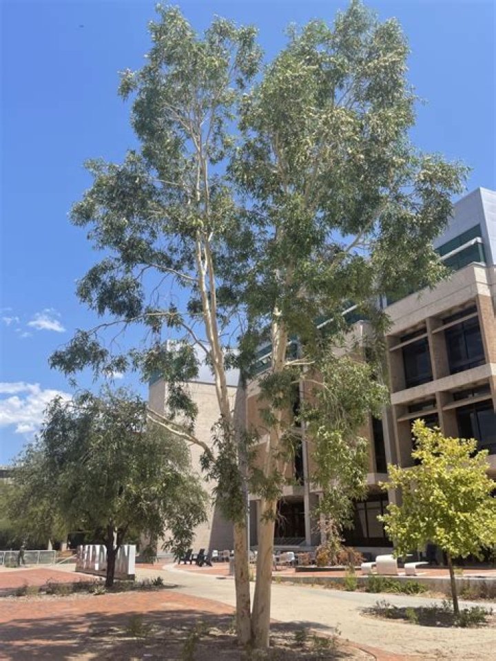 eucalyptus tree arizona