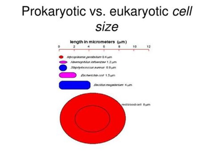 eukaryotic cell size