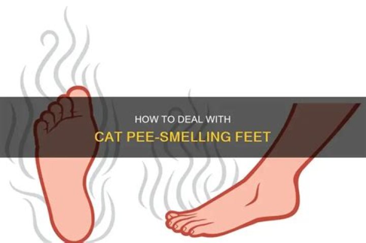 feet smell like cat urine