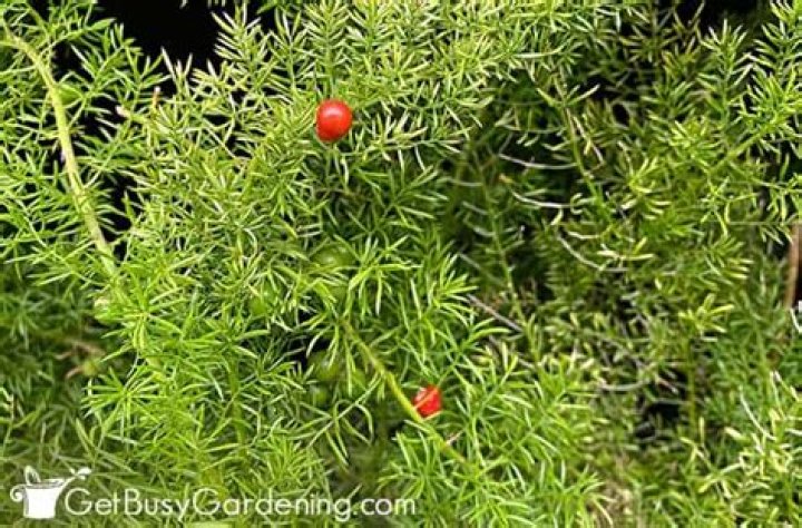 fern with red berries