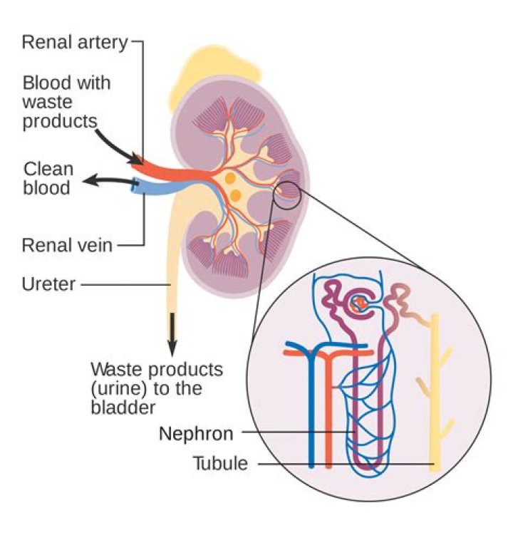 filtration in the body