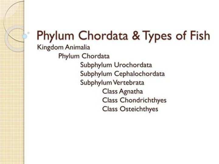 fish phylum