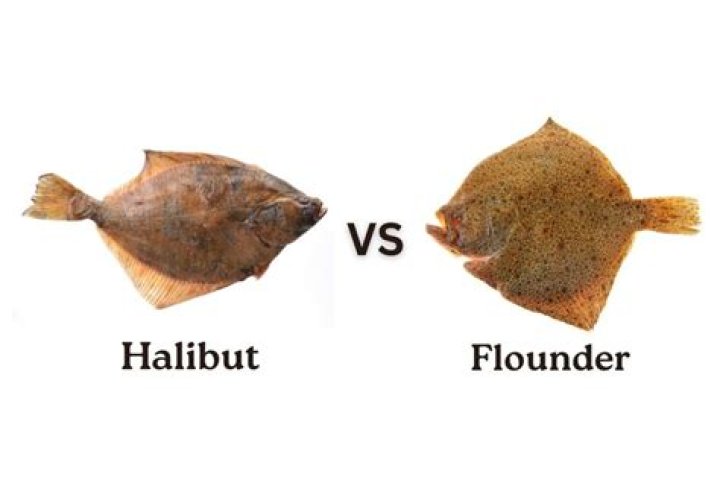 fish similar to halibut