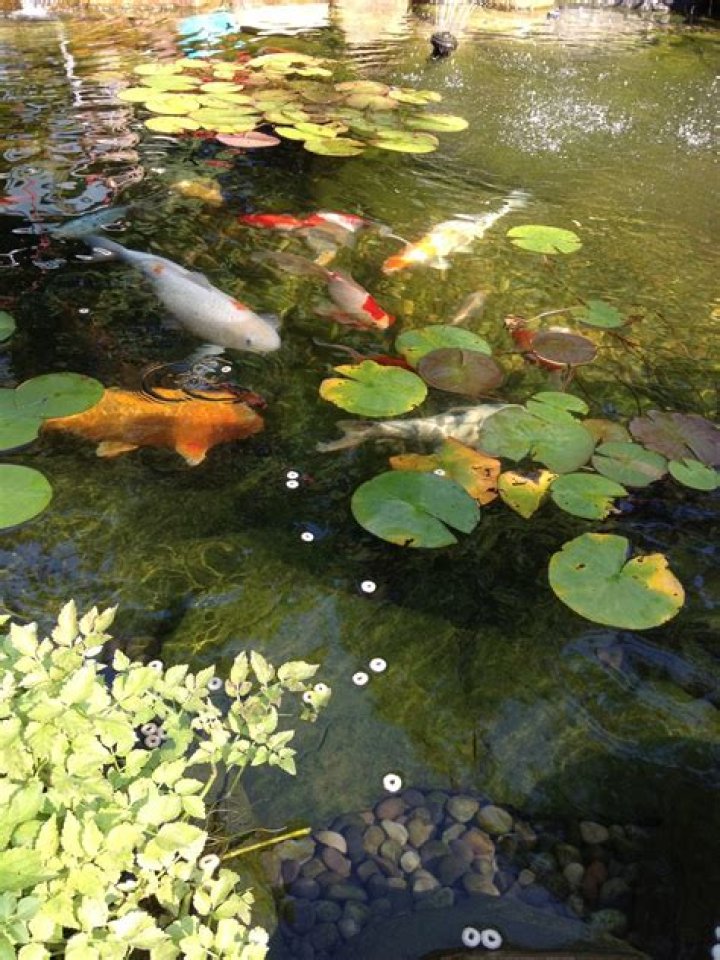 fish that eat lily pads