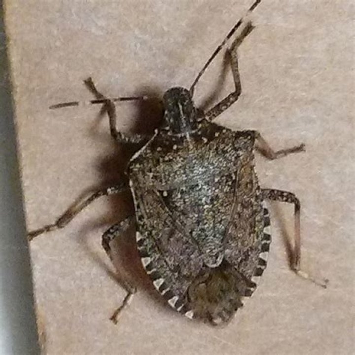 flat brown bug