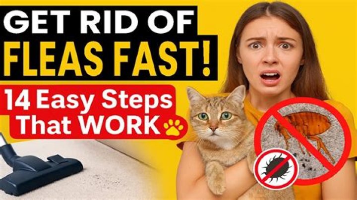 fleas in house no carpet