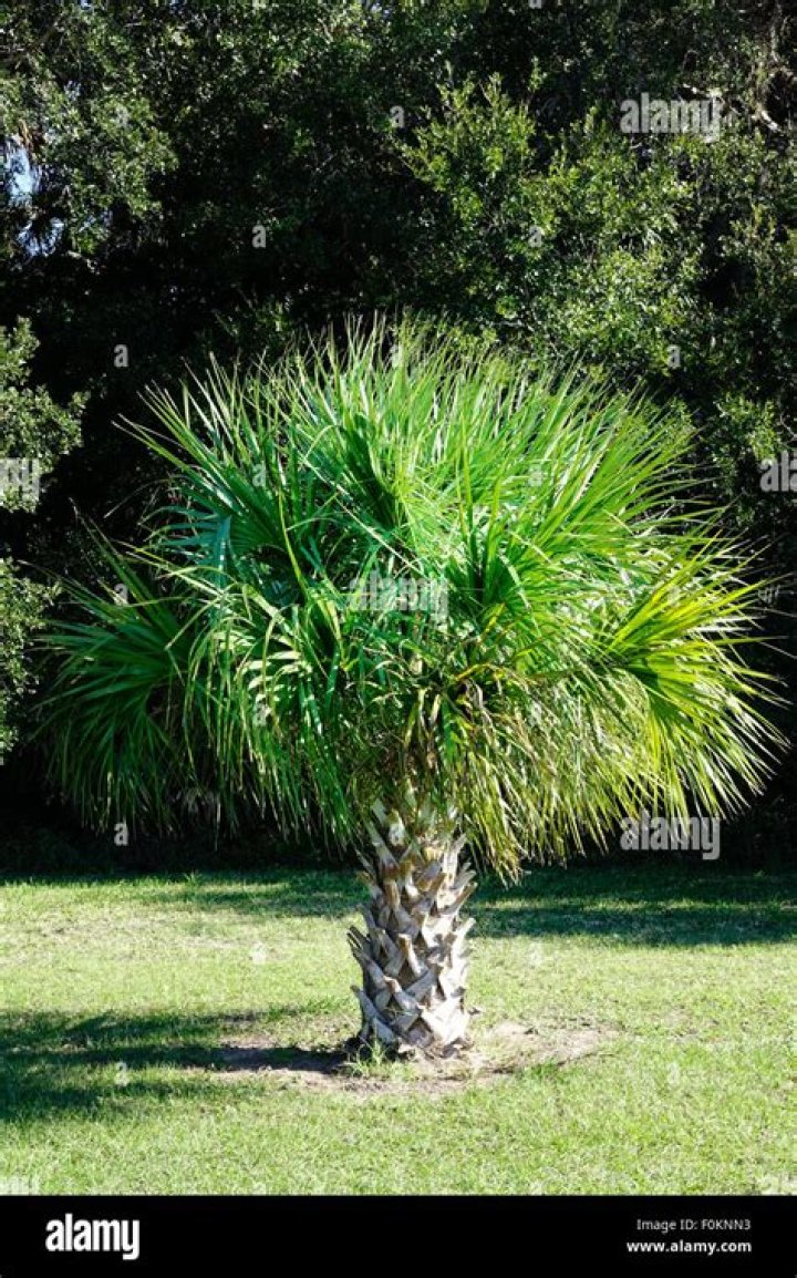 florida state tree