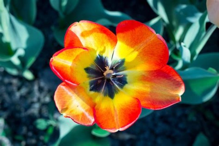 flowers that open and close