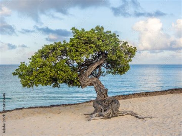 fofoti tree