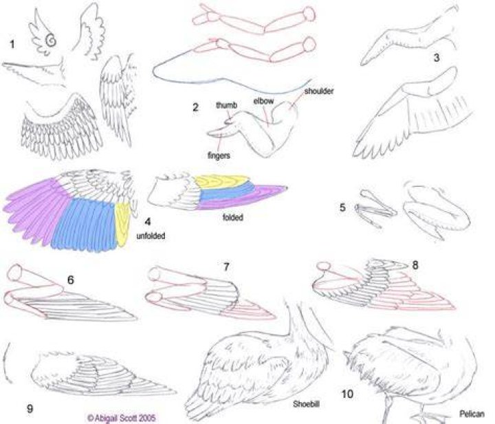 folded bird wings