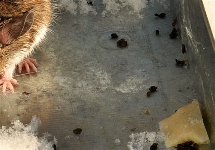 found one mouse dropping