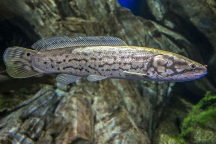 freshwater dogfish teeth