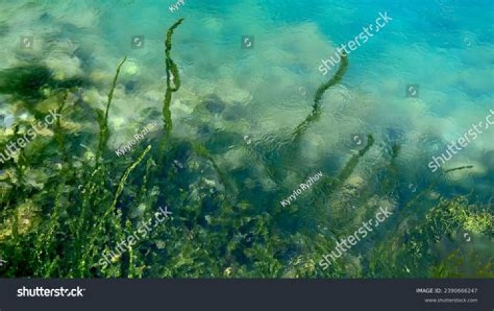 freshwater seaweed