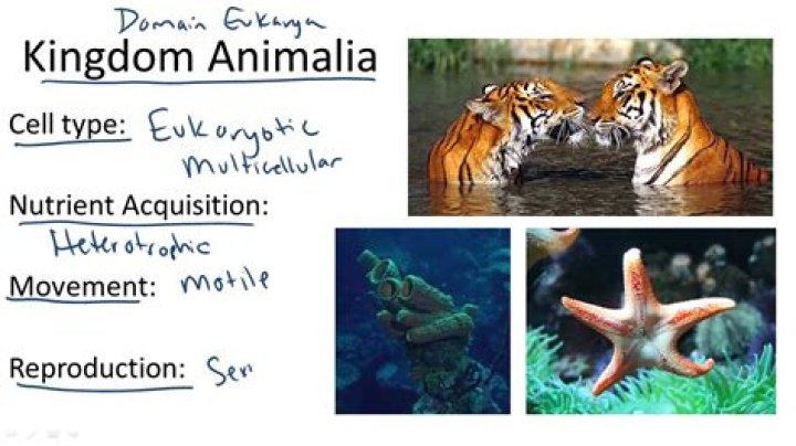 fun facts about animalia
