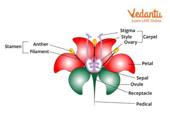 function of pedicel