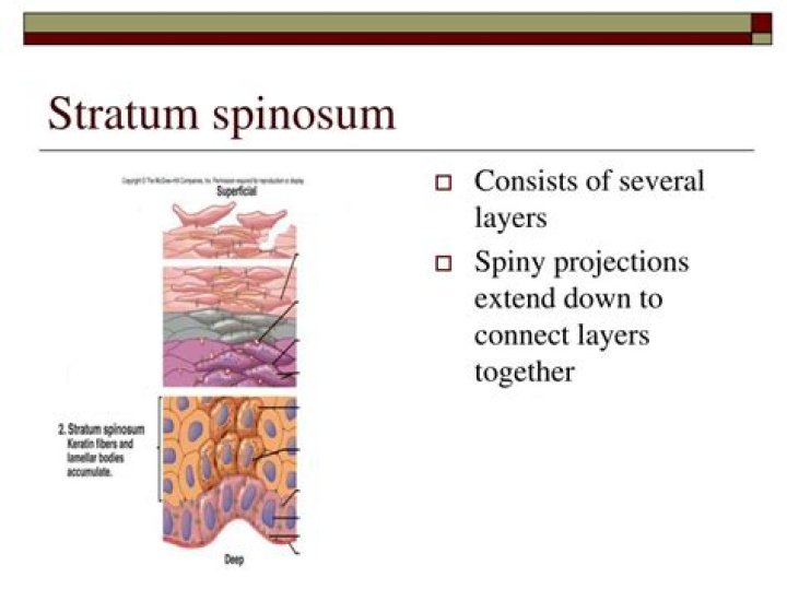 function of the stratum spinosum