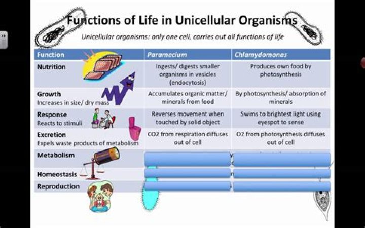 functions of life