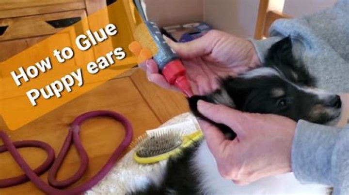 glue for dogs ears