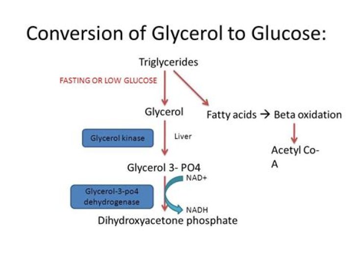 glycerol vs glucose