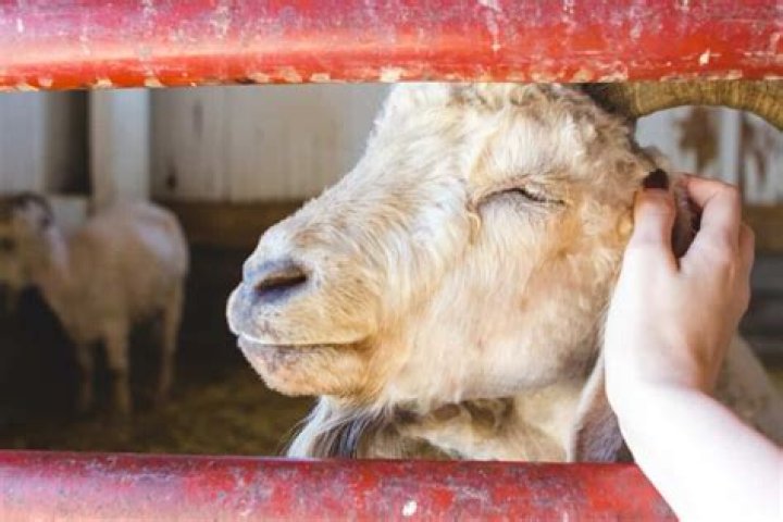 goat dying symptoms
