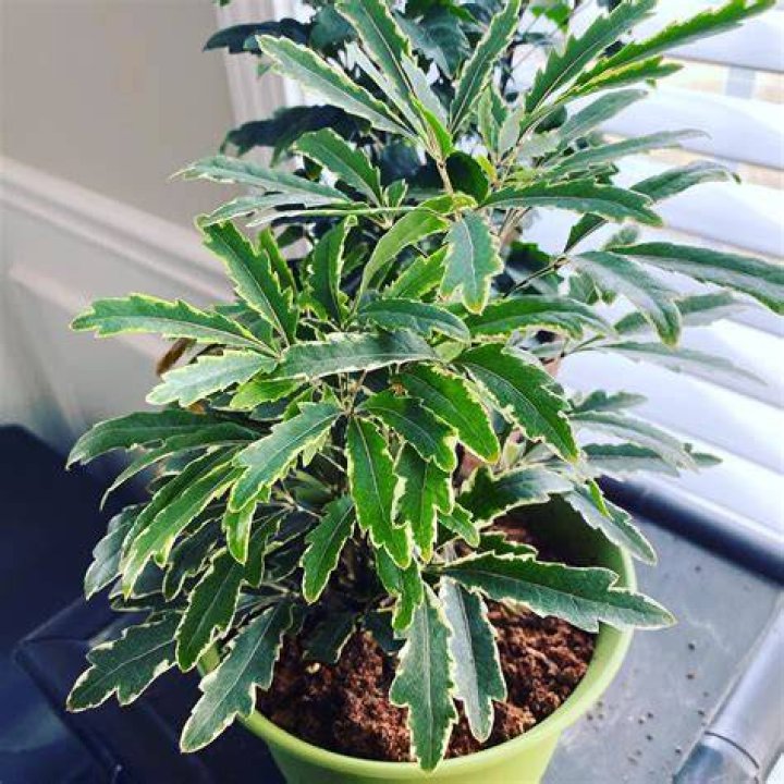 gold crest false aralia