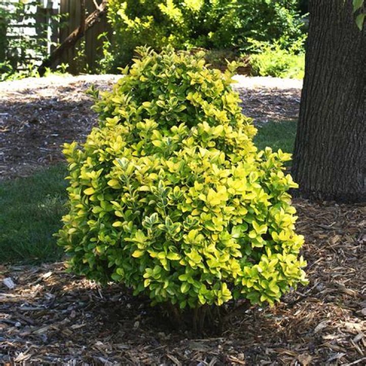 golden euonymus growth rate