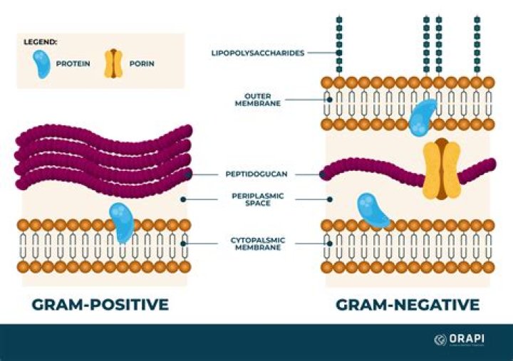 gram for gram which provides the most energy