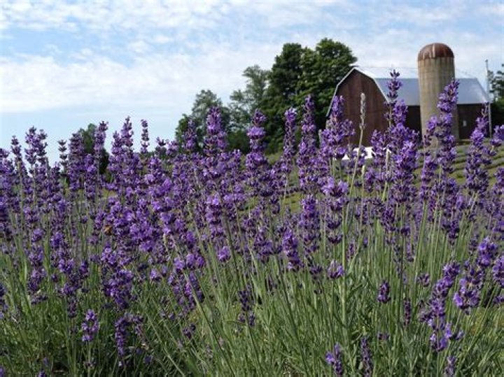 growing lavender in michigan