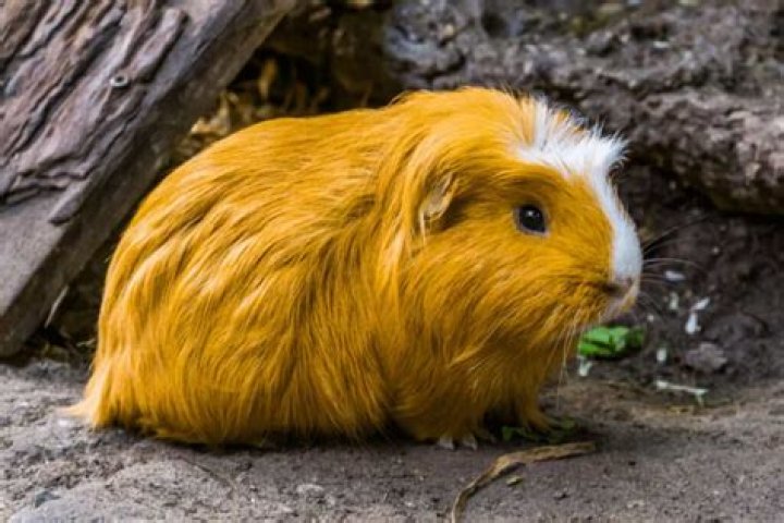 guinea pig boogers