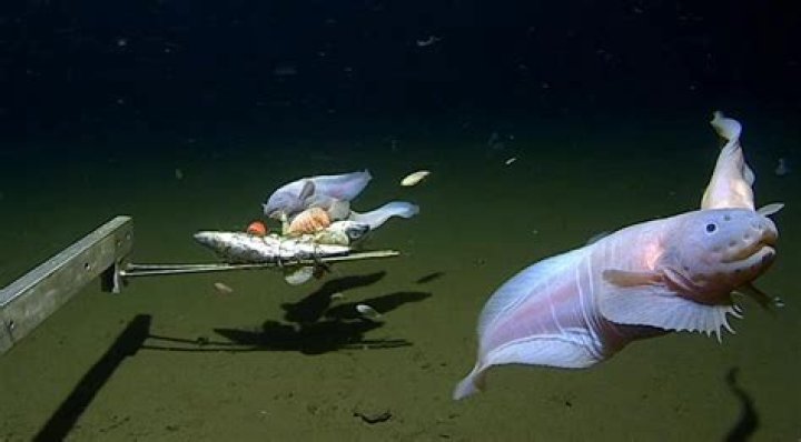 hagfish cannot be called as a true fish since