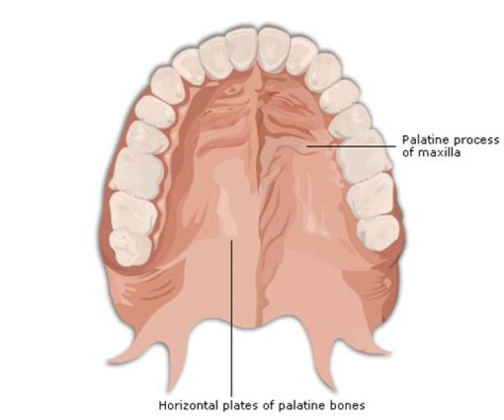 hard palate function