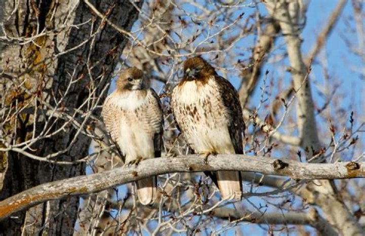 hawk mating season