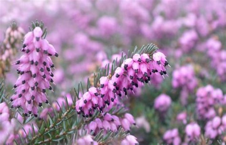 heather smells