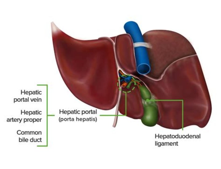 hepat medical term