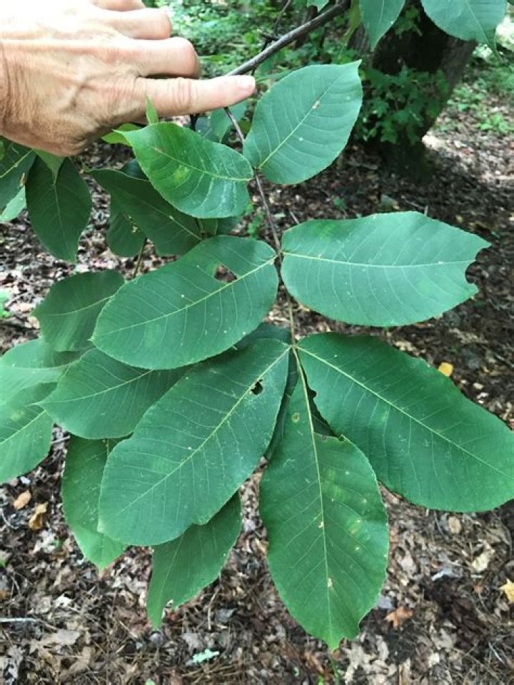 hickory tree georgia