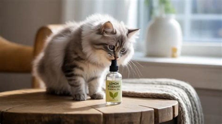 homemade spray to stop cats from scratching furniture