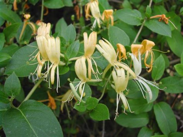 honeysuckle nectar
