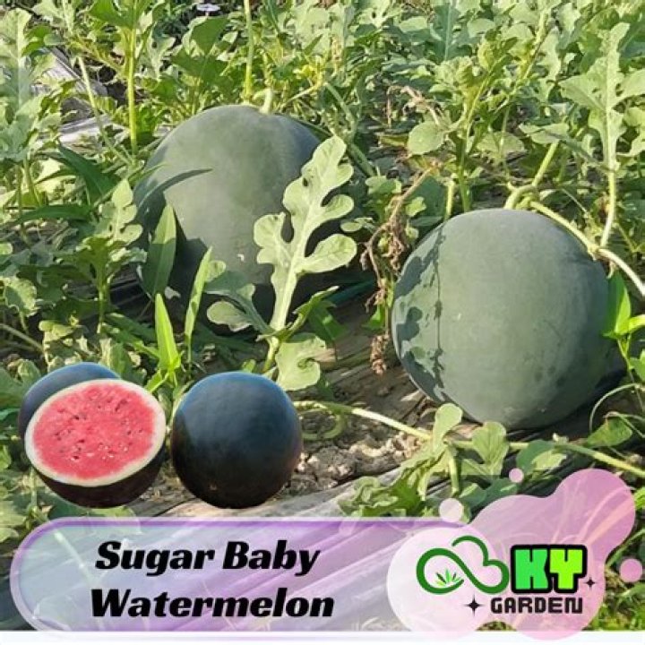 how big do sugar baby watermelon get