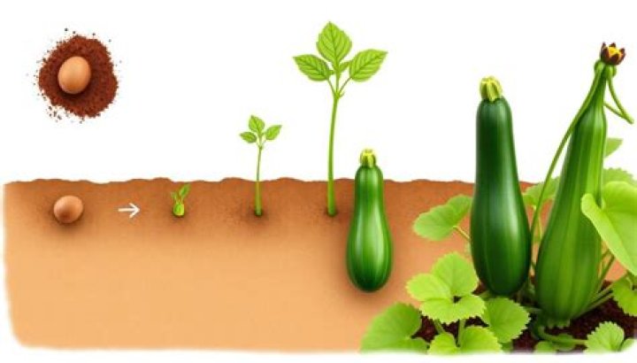 how big do zucchini plants get
