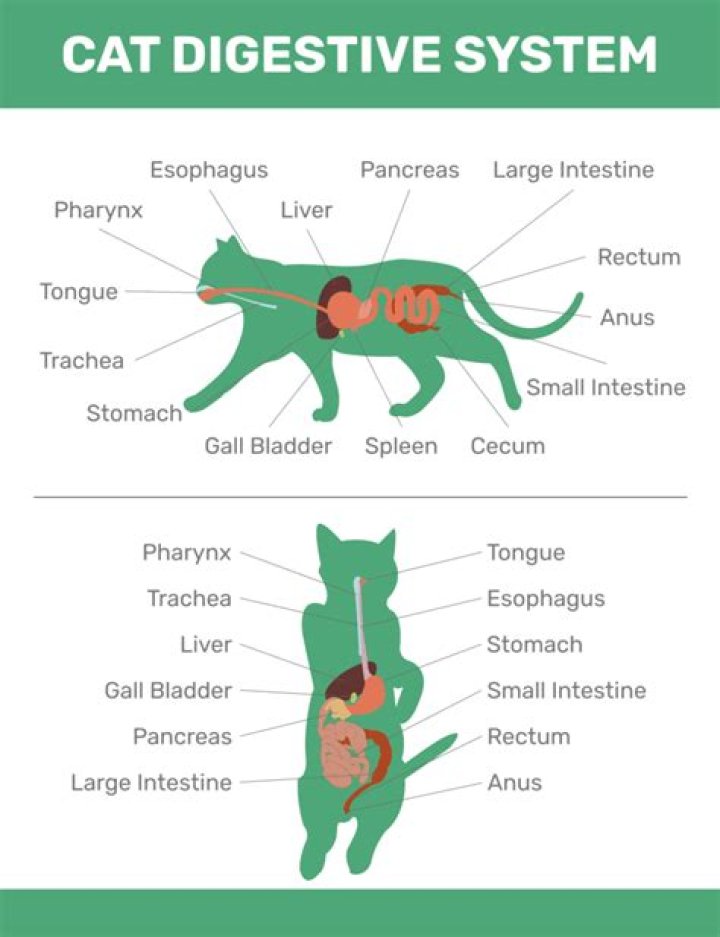 how big is a cat’s stomach