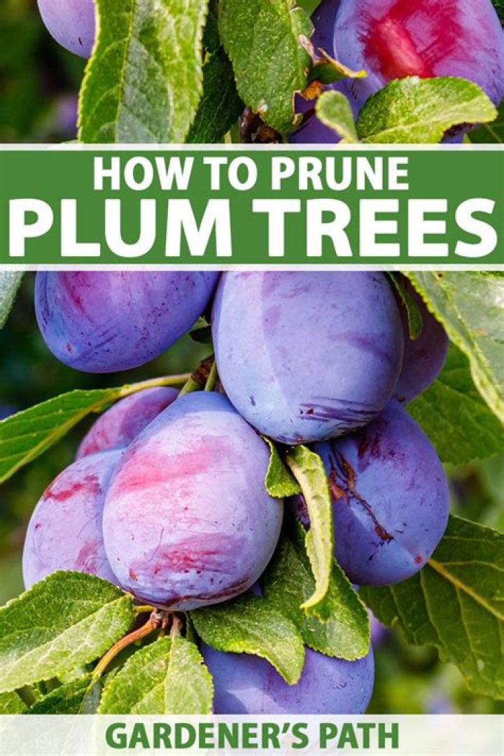 how big is a plum