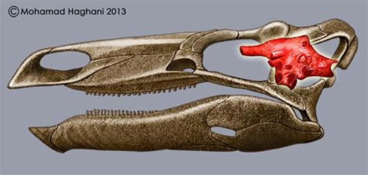 how big is a stegosaurus brain