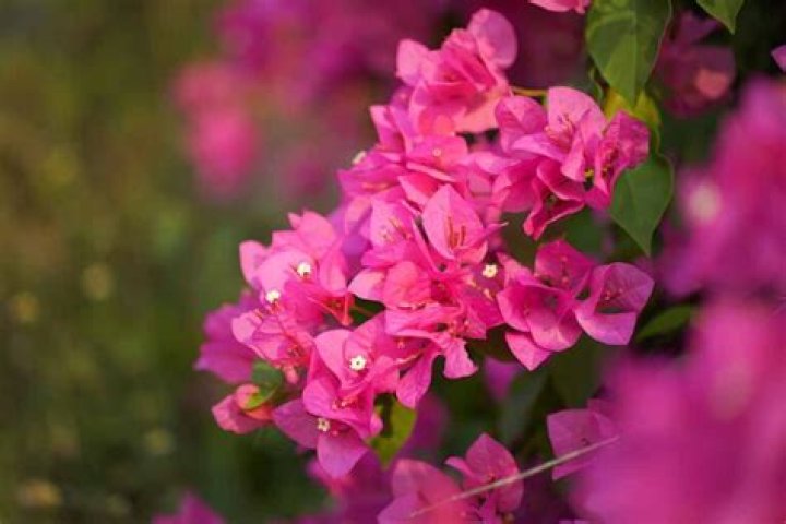 how cold can bougainvillea tolerate