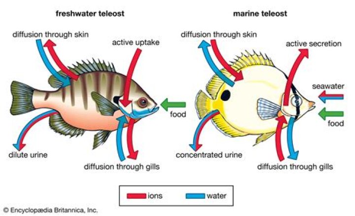 how do fish in salt water maintain osmotic homeostasis?