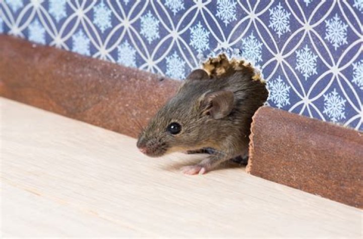 how do mice get on countertops